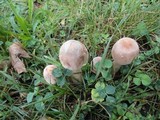 Leucoagaricus americanus image