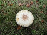 Leucoagaricus americanus image