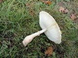 Leucoagaricus americanus image