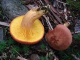 Phylloporus rhodoxanthus subsp. americanus image