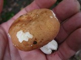 Russula compacta image