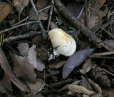 Agaricus semotus image