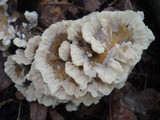 Thelephora vialis image