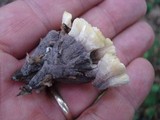 Thelephora vialis image