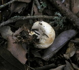 Agaricus semotus image