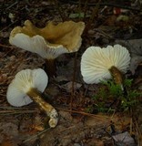 Lactarius gerardii image