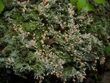 Dibaeis baeomyces image