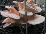 Laetiporus cincinnatus image