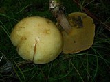 Suillus punctipes image