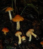 Hygrocybe pratensis image