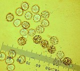 Lactarius pseudomucidus image