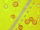 Arcangeliella desjardinii image