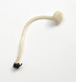 Entoloma sericellum image