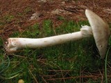 Amanita submaculata image