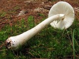 Amanita submaculata image