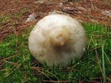 Amanita submaculata image