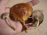 Hemistropharia albocrenulata image