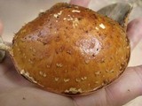 Hemistropharia albocrenulata image