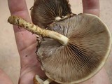 Hemistropharia albocrenulata image