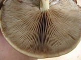 Hemistropharia albocrenulata image