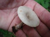 Lactarius griseus image
