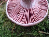 Lactarius subpurpureus image