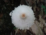 Lepiota clypeolaria image