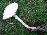 Lepiota clypeolaria image