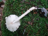 Lepiota clypeolaria image