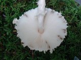 Lepiota clypeolaria image