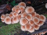 Pholiota squarrosoides image