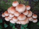 Pholiota squarrosoides image