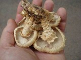 Pholiota squarrosoides image