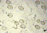 Mycena abramsii image