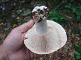 Stropharia hardii image