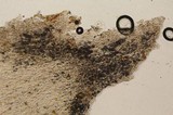 Ophiocordyceps melolonthae image