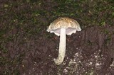 Austroboletus neotropicalis image