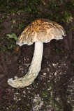 Austroboletus neotropicalis image