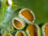 Lobaria quercizans image