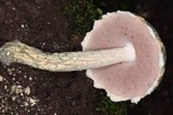 Austroboletus neotropicalis image