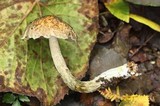 Austroboletus neotropicalis image