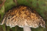 Austroboletus neotropicalis image
