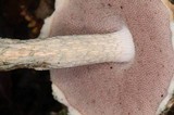 Austroboletus neotropicalis image