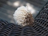 Ramariopsis kunzei image