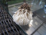 Ramariopsis kunzei image