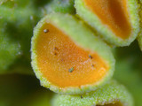 Lobaria quercizans image