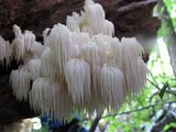 Hericium americanum image