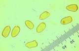 Inocybe sierraensis image