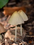 Conocybe apala image