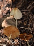 Conocybe apala image